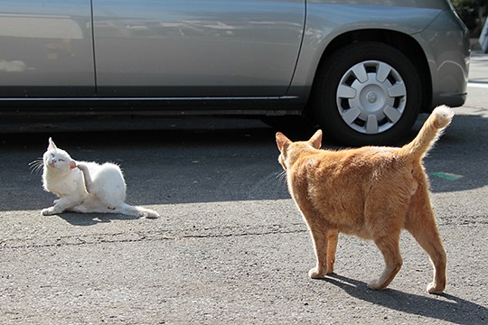 街のねこたち