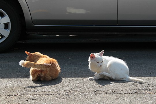 街のねこたち