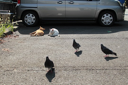 街のねこたち