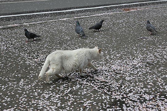 街のねこたち