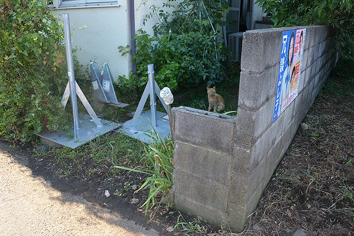 街のねこたち