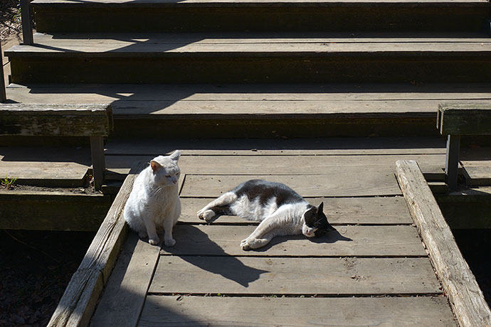 街のねこたち