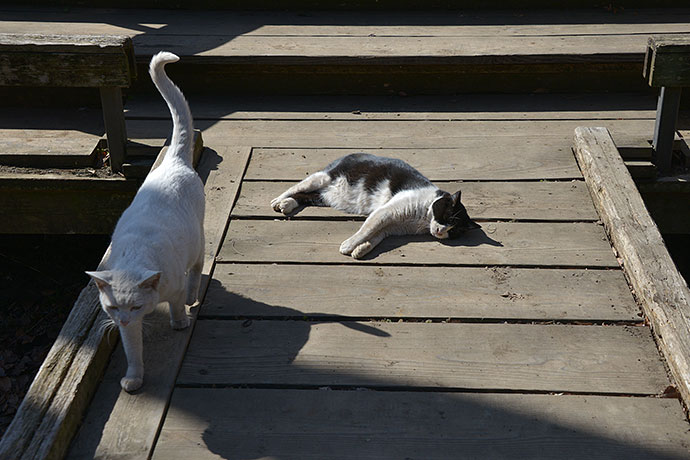 街のねこたち