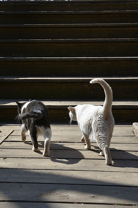 街のねこたち
