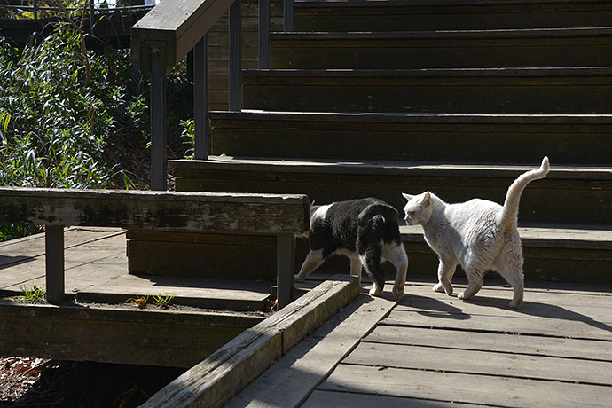 街のねこたち