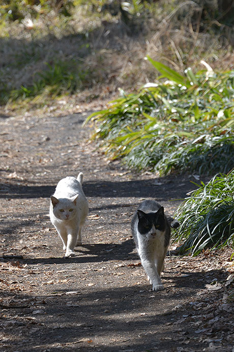 街のねこたち