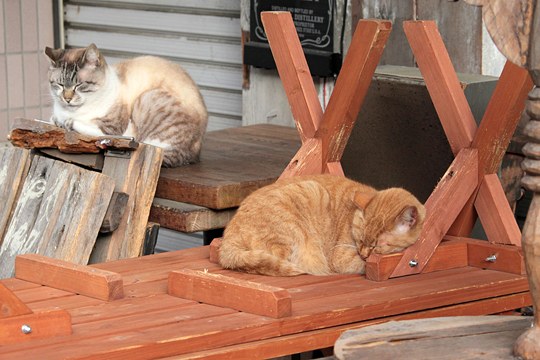 街のねこたち
