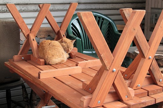 街のねこたち