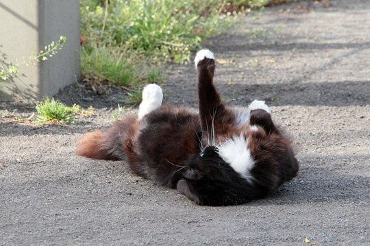 街のねこたち
