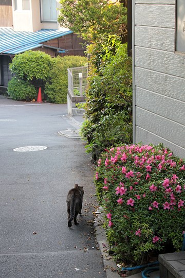 街のねこたち