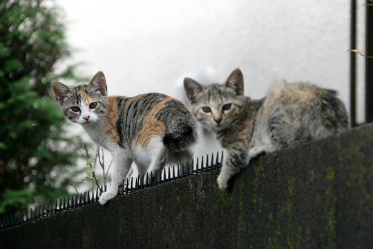 街のねこたち
