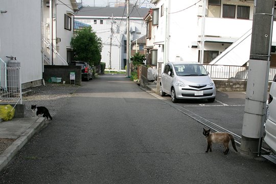街のねこたち