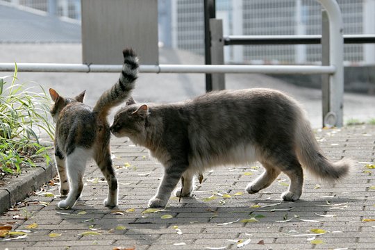 街のねこたち