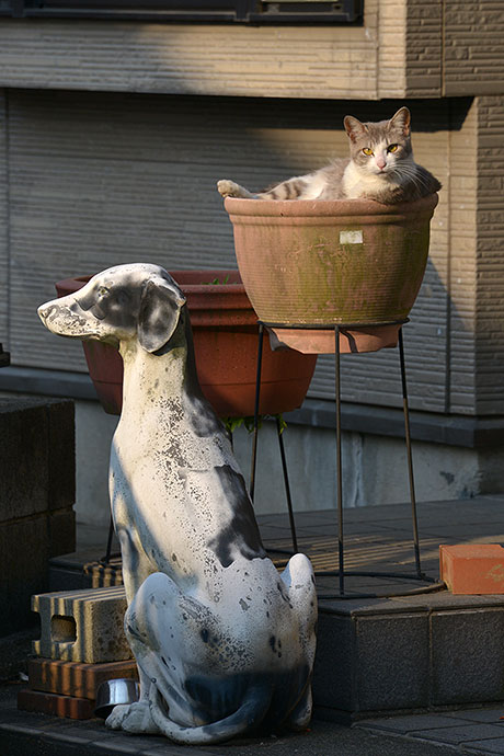 街のねこたち