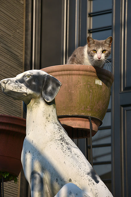 街のねこたち