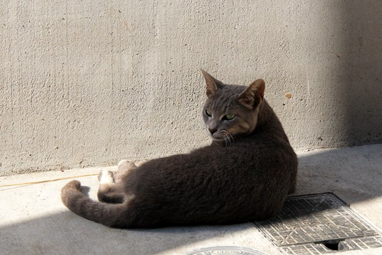 街のねこたち