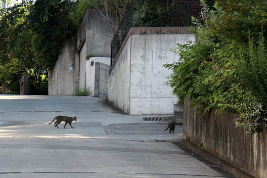 街のねこたち