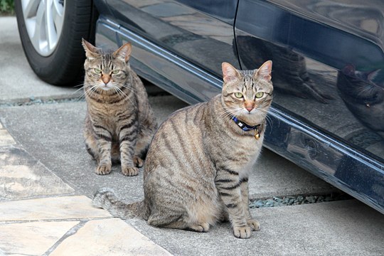 街のねこたち