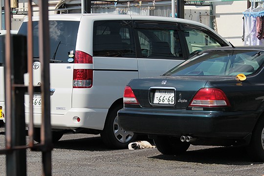 街のねこたち