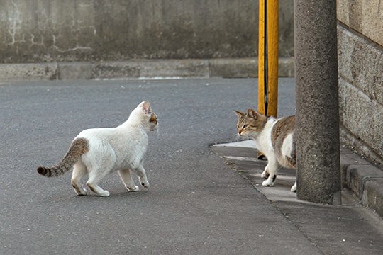 街のねこたち