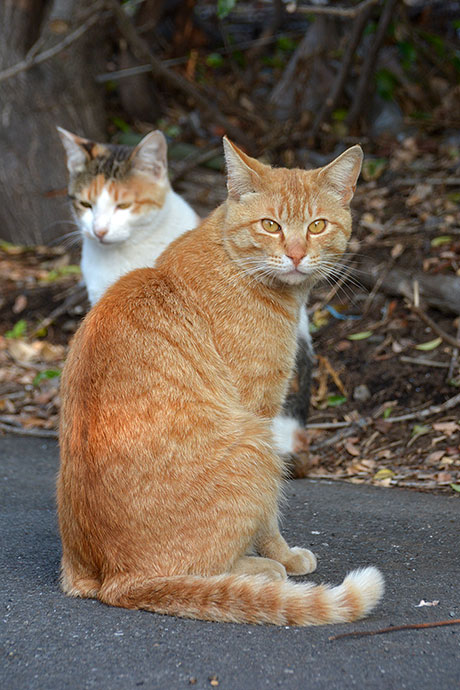 街のねこたち