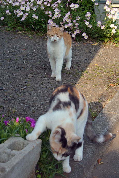 街のねこたち