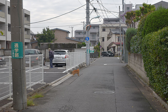 街のねこたち