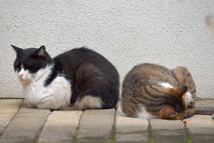 街のねこたち