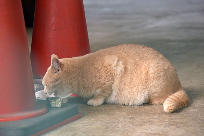街のねこたち