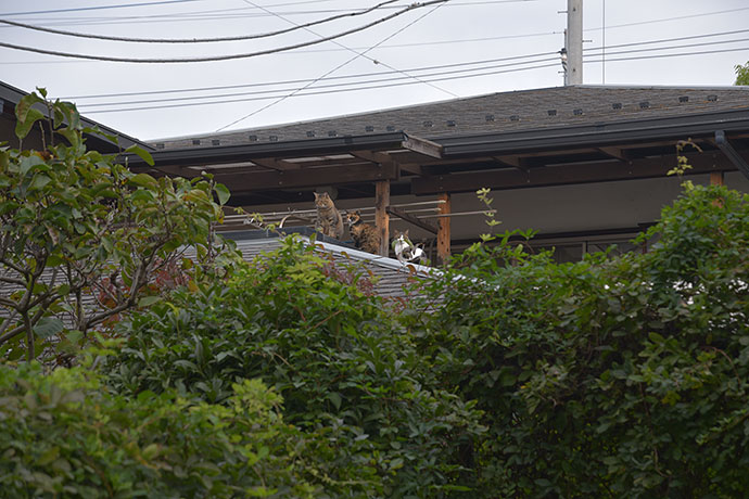 街のねこたち