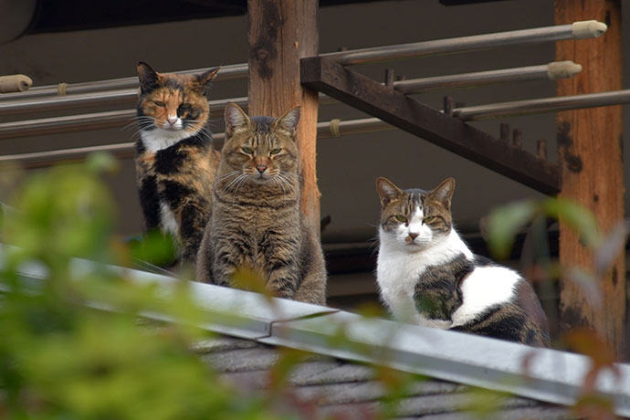 街のねこたち