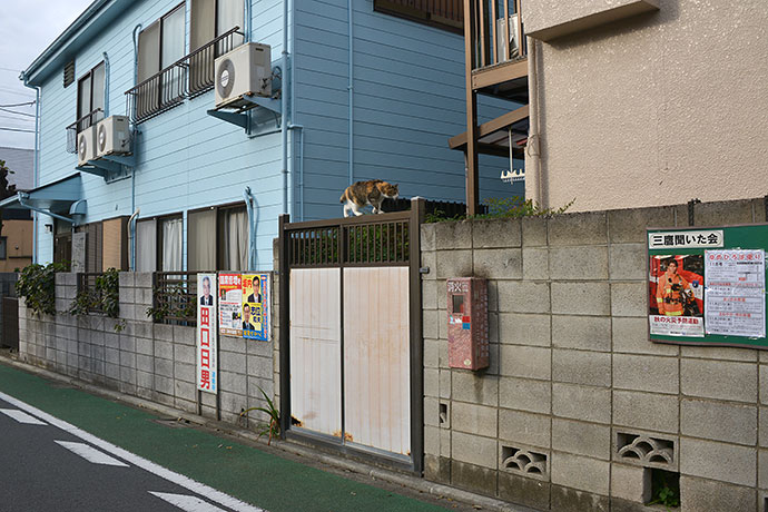 街のねこたち