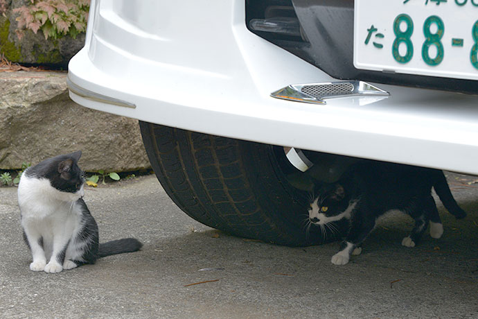 街のねこたち
