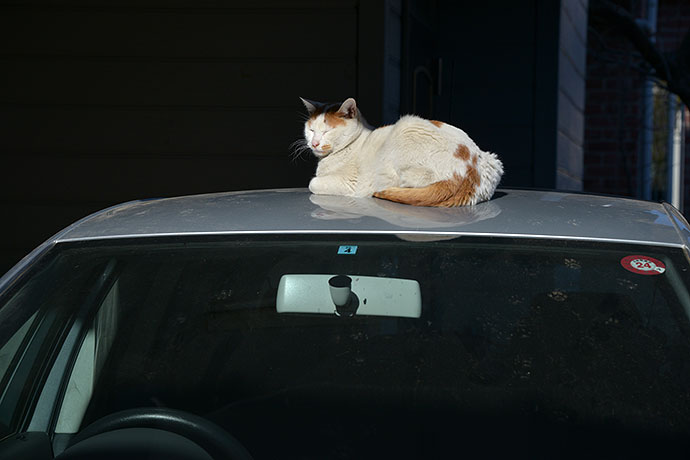 街のねこたち