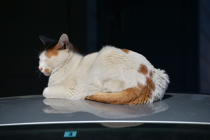 街のねこたち