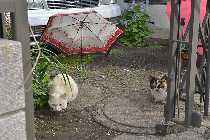 街のねこたち