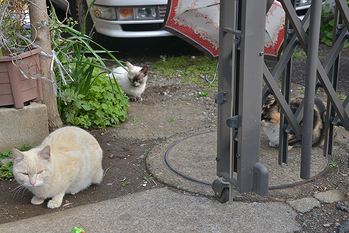 街のねこたち