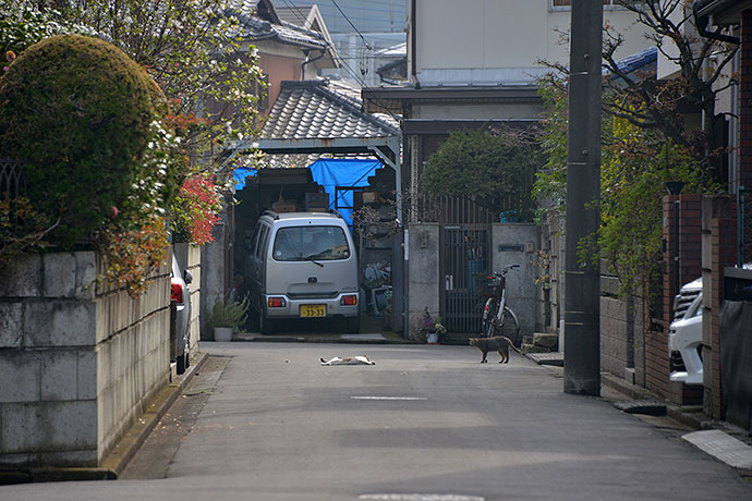 街のねこたち