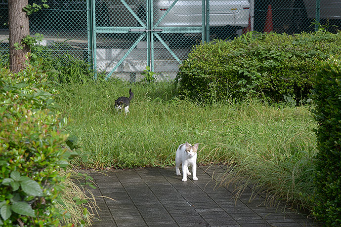 街のねこたち