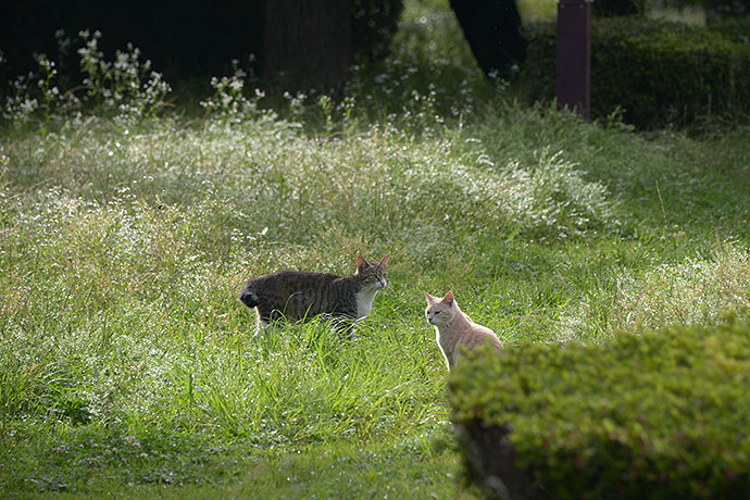 街のねこたち