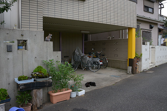 街のねこたち
