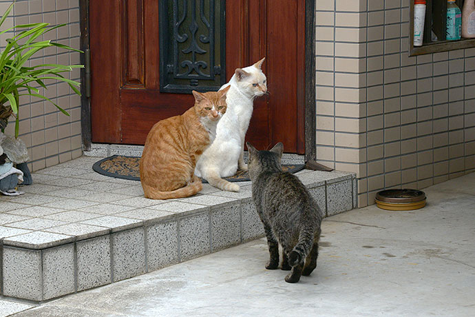 街のねこたち