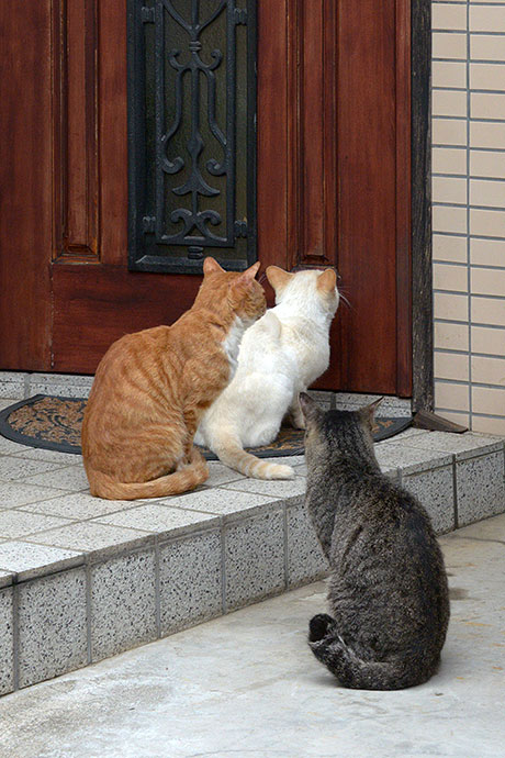 街のねこたち