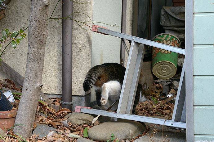 街のねこたち