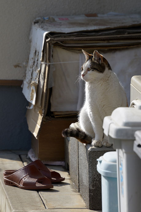 街のねこたち