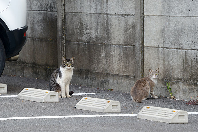 街のねこたち