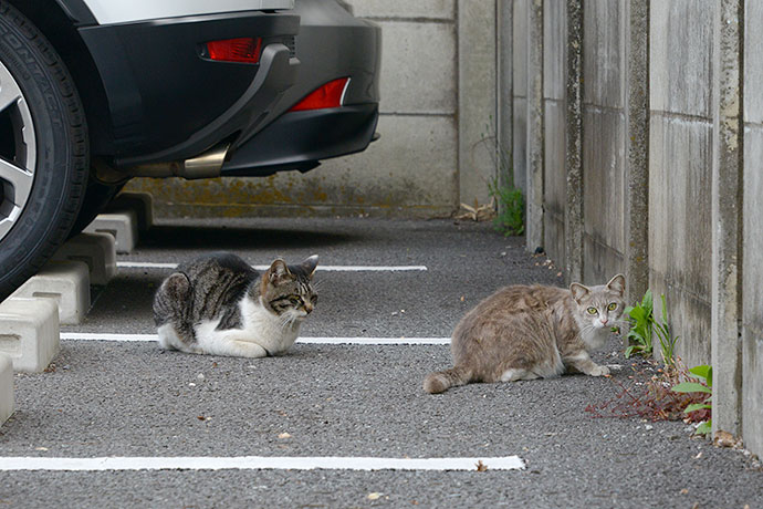 街のねこたち