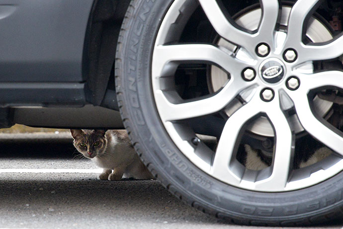 街のねこたち