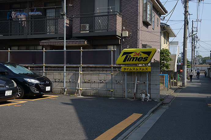 街のねこたち