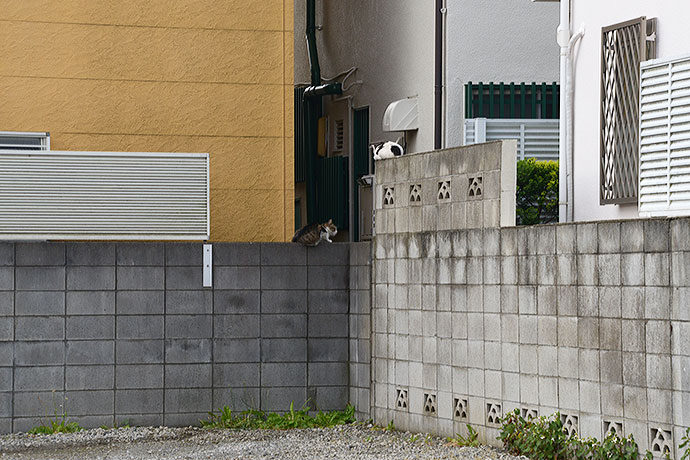 街のねこたち